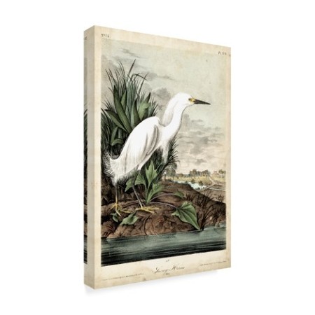 Trademark Fine Art John James Audubon 'Snowy Heron White' Canvas Art, 22x32 WAG04046-C2232GG